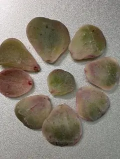 2026年最新】ラブリーローズ錦 赤斑の人気アイテム - メルカリ