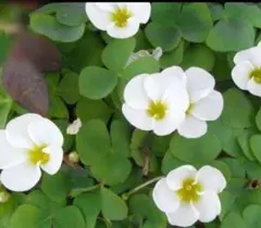 るる様 リクエスト 2点 まとめ商品