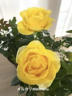 訳あり】ミニバラ♡レモンイエロー♡3号♡ポットごと宅急便コンパクト