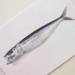 鰯の丸干しの色鉛筆画