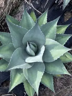 【庭植え映え株】アガベ デザーティー 大株 35cm級 シルバーブルー＆紫トップ 庭植え映え株】アガベ デザーティー 大株 35cm級 シルバーブルー＆紫