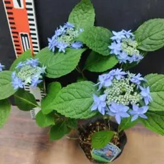 ヤマアジサイ 藍姫 大株 山野草 4号鉢植え あじさい苗 - メルカリ