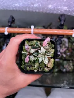 Bucephalandra sp. Variegata Hn:福袋 CAKUMI - メルカリ