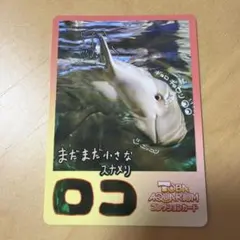 鳥羽水族館 コレクションカード ジュゴン セレナ - メルカリ