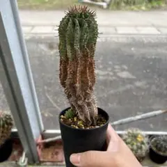 2026年最新】ゼブラホリダの人気アイテム - メルカリ