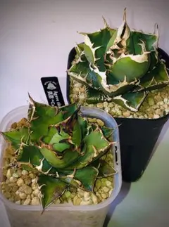 2025年最新】アガベ シーザー 子株の人気アイテム - メルカリ