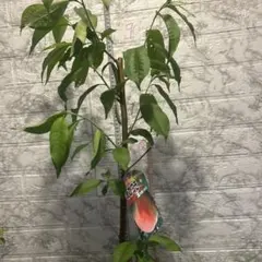 あかつき専用ページ