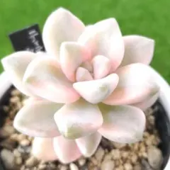 chocochocoさま専用 多肉植物 ティテュバンス錦 ポットごと発送！Ｘ