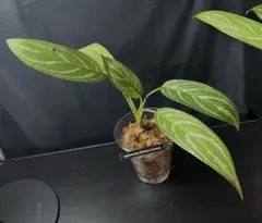 C*n様 Agleonema Nitidum Curtisii カーティシー①のサムネイル