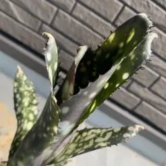 ブロメリア billbergia toneprai spot grow - メルカリ