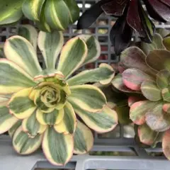 多肉植物。 法師錦6種抜き苗 - メルカリ