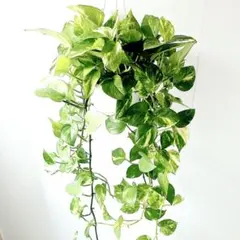 Hoya Carnosa Snow Angel マダラ 斑入り苗 6枚葉 - メルカリ