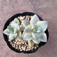 rararayamato様 リクエスト 2点 まとめ商品