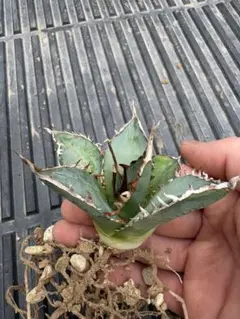 2026年最新】アガベの人気アイテム - メルカリ