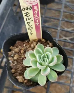 クワズ芋様 リクエスト 2点 まとめ商品