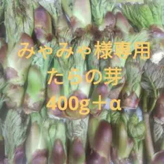 秋田県産 天然 たらの芽 400g＋α