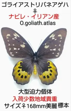 2026年最新】ゴライアストリバネアゲハの人気アイテム - メルカリ