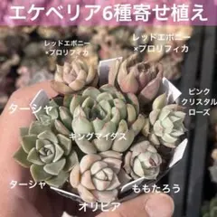 多肉植物　エケベリア　6種　寄せ植えセット