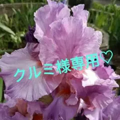 「クルミ様専用」ジャーマンアイリス♡ペルシャンベリー♡