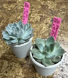 2026年最新】ルイパパさん苗の人気アイテム - メルカリ