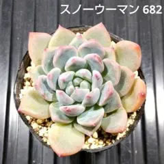 スノーウーマン 682 エケベリア 多肉植物 抜き苗