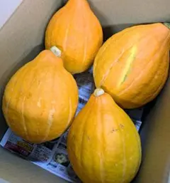 【コリンキー】サラダかぼちゃ 詰め合わせセット 珍しい 新鮮やさい☆のサムネイル
