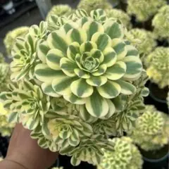 2026年最新】観葉植物 アエオニウムの人気アイテム - メルカリ