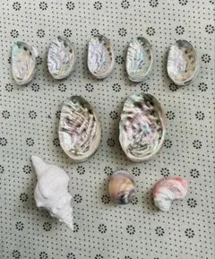 アワビ 鮑等貝殻類10枚セット ハンドメイド素材 インテリア標本