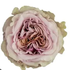 薔薇 Rose Garden F4 33.3x24.2cm 一点物 - メルカリ