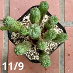 2025年最新】Euphorbia obesaの人気アイテム - メルカリ
