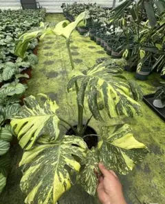 25モンステラ・エレクトロライト Monstera Electro Light - メルカリ