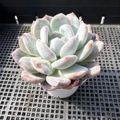 2026年最新】多肉植物ラウリンゼ×そわそわの人気アイテム - メルカリ