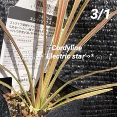 2026年最新】ニオイシュロランの人気アイテム - メルカリ