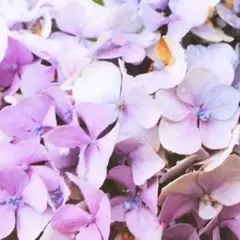 まことさま専用ページ