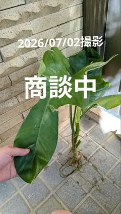 超希少❗️フィロデンドロン リカルドイ✨ - メルカリ