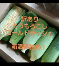 7/13本日収穫分！訳ありとうもろこしゴールドラッシュ18本〜箱満杯詰め！のサムネイル