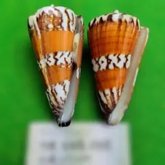 アカシマミナシ67ミリ、 63ミリ2個セット 貝殻標本