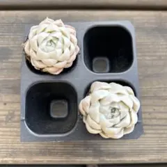 ちゃーちゃん様 リクエスト 3点 まとめ商品