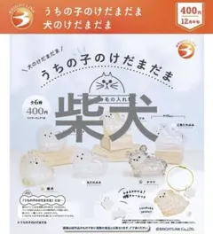 うちの子のけだまだま　柴犬