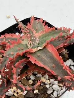 アロエ ハイブリッド Aloe hybrid 第四種 J−14 - メルカリ