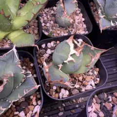 2026年最新】アリゾナアンビションの人気アイテム - メルカリ