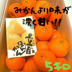 みかん　より味が濃い　ぽんかん　　83 みかん より味が濃い ぽんかん 83 - メルカリ
