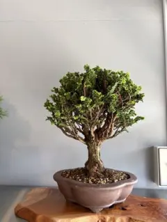 石化ヒノキ 石化檜 寄せ植え - メルカリ