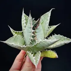 2025年最新】ライオンズメーンの人気アイテム - メルカリ