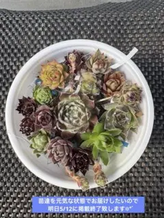 多肉植物　センペルビウム　詰め合わせセット❷