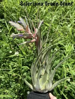 Tillandsia Seleriana Mini Purple (TI) 速達 - メルカリ