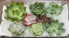 多肉植物　エケベリア　韓国苗　多肉弁当　寄せ植えセット　現品　ワンコイン