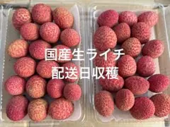国産 生ライチ 鹿児島県から 希少 採れたて配送 - メルカリ