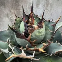 アガベ 狂戦士　育成株 2025年最新】アガベ狂戦士の人気アイテム - メルカリ