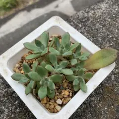 多肉植物　ラウリンゼx ballsii 葉挿し苗　鉢の中全部のサムネイル